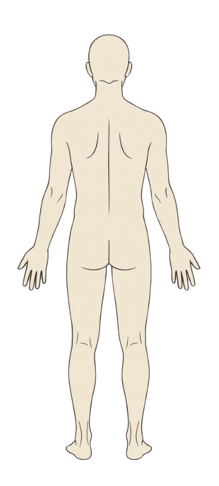Back view of human body