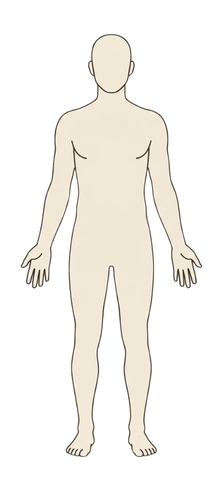 Front view of human body